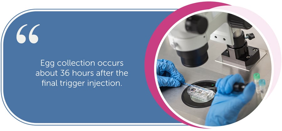 Egg collection occurs about 36 hours after the final trigger injection